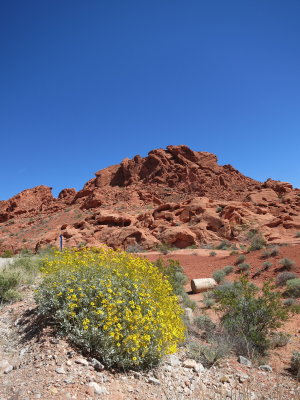 Desert Flowers