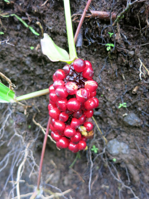 Poison Berries