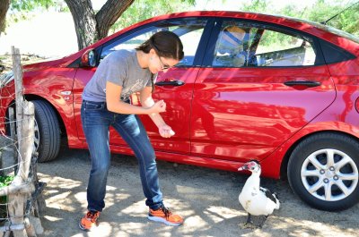 Duck guarding our car!
