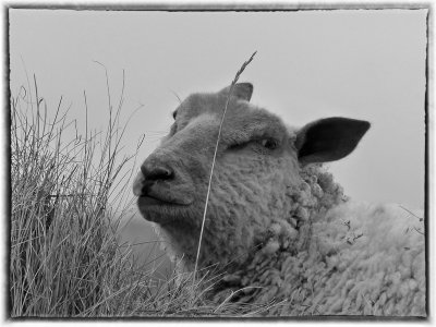 Cache mouton