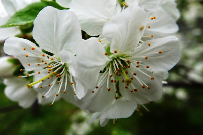Cerisier Blanc