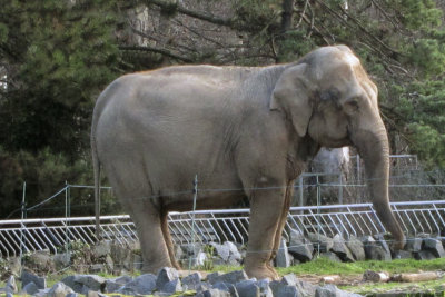 Elphant