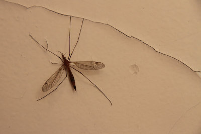 Mosquito crash