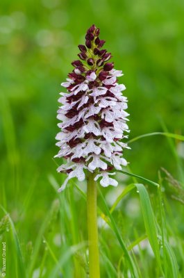 Orchis pourpre
