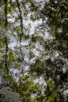 Les ronds dans l'eau