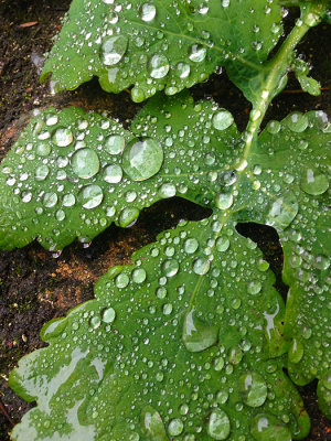 Jour de pluie