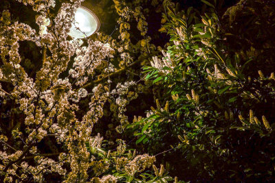 Fleurs de nuit
