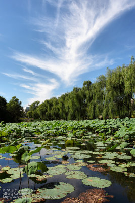 Garden of Tsinghua University