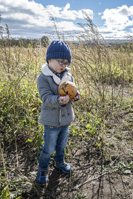 Picking Pumpkins