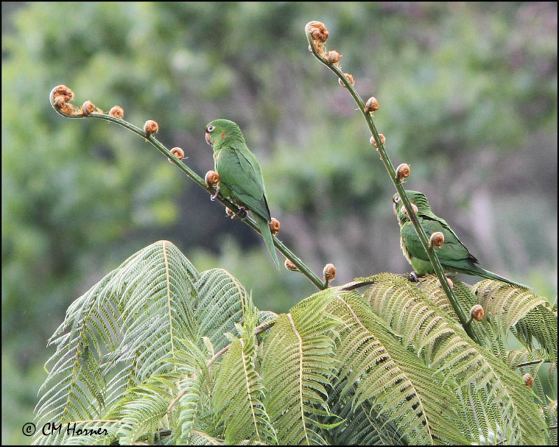 4929 White-eyed Parakeet.jpg
