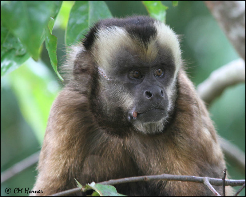 4958 Capuchin Monkey.jpg
