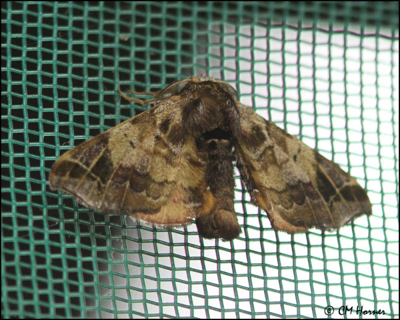 5021 Moth sp.jpg