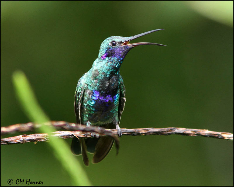 5034 Sparkling Violetear.jpg