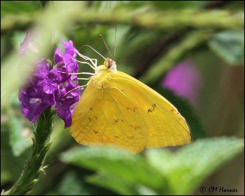 5063 Sulphur sp.jpg