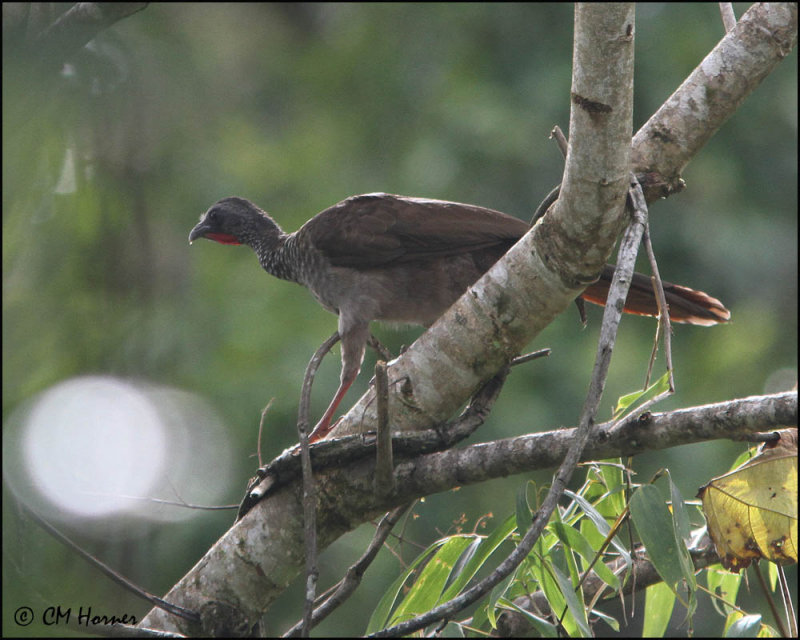 5081 Speckled Chachalaca.jpg