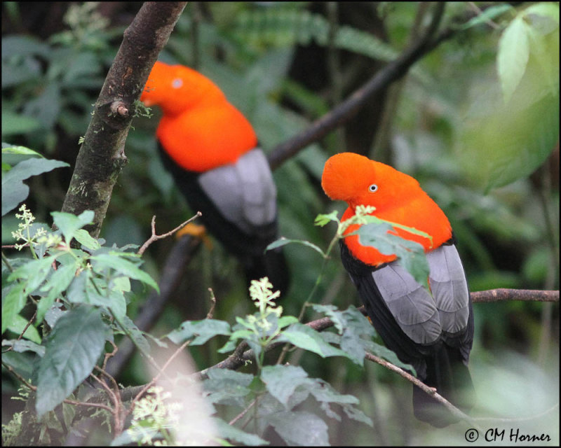 5163 Andean Cock-of-the-Rock.jpg
