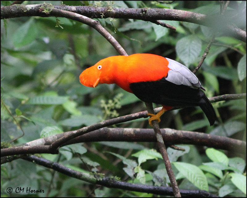5223 Andean Cock-of-the-Rock.jpg