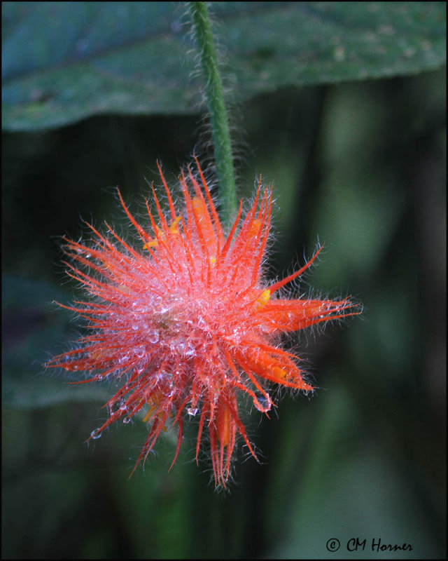 5358 Flower sp.jpg