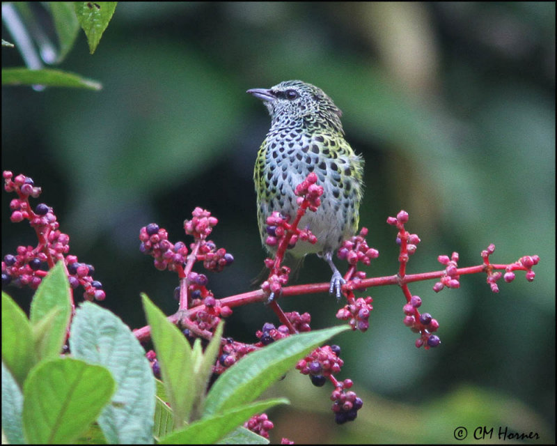 5397 Spotted Tanager.jpg