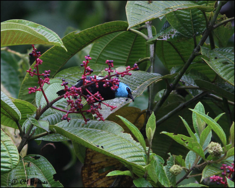 5419 Blue-necked Tanager.jpg
