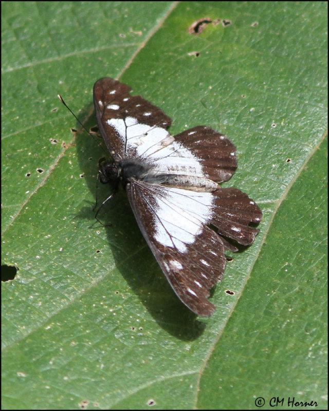 5498 Butterfly sp.jpg