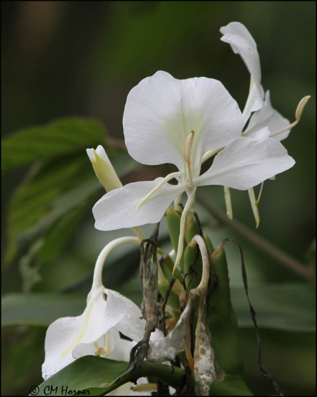 5572 Orchid.jpg