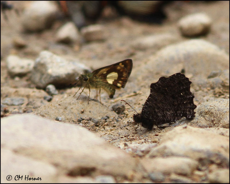 5603 Skipper sp and Steroma sp.jpg