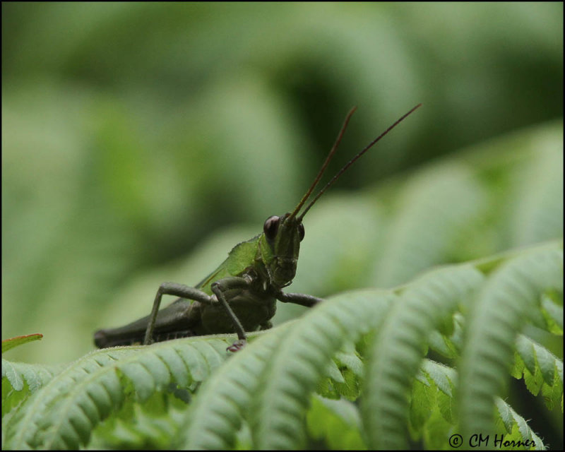 5701 Grasshopper.jpg