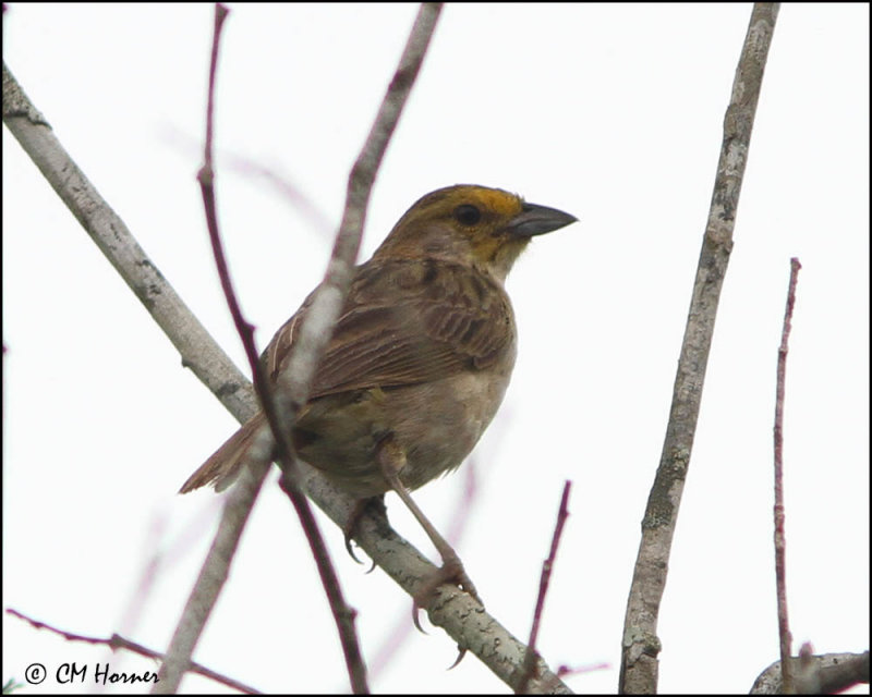 5876 Yellow-browed Sparrow.jpg