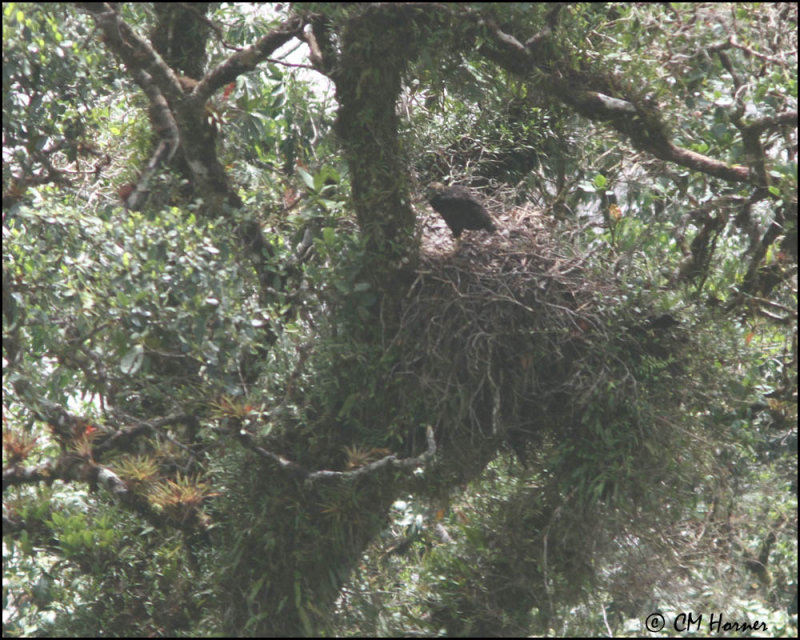 6158 Solitary Eagle.jpg
