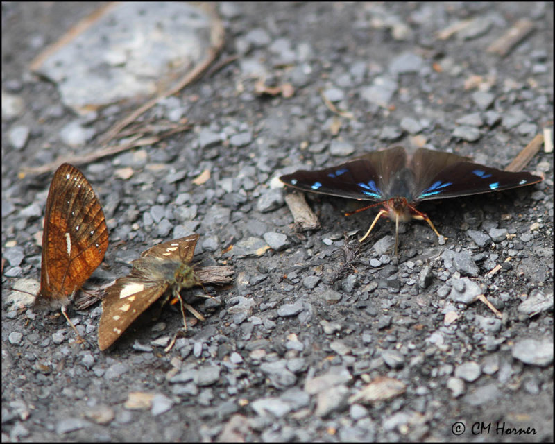 6258 Diotima Jewel, Rusty Mountain Satyr and butterfly sp