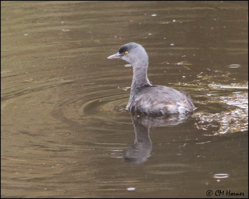 6316 Least Grebe.jpg