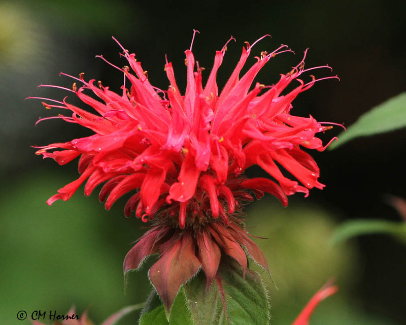 0385 Bergamot.jpg