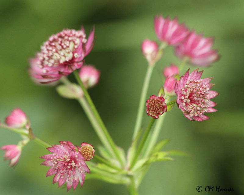 0397 Masterwort.jpg