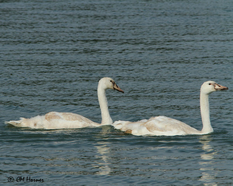 0767 Mute Swan signets.jpg