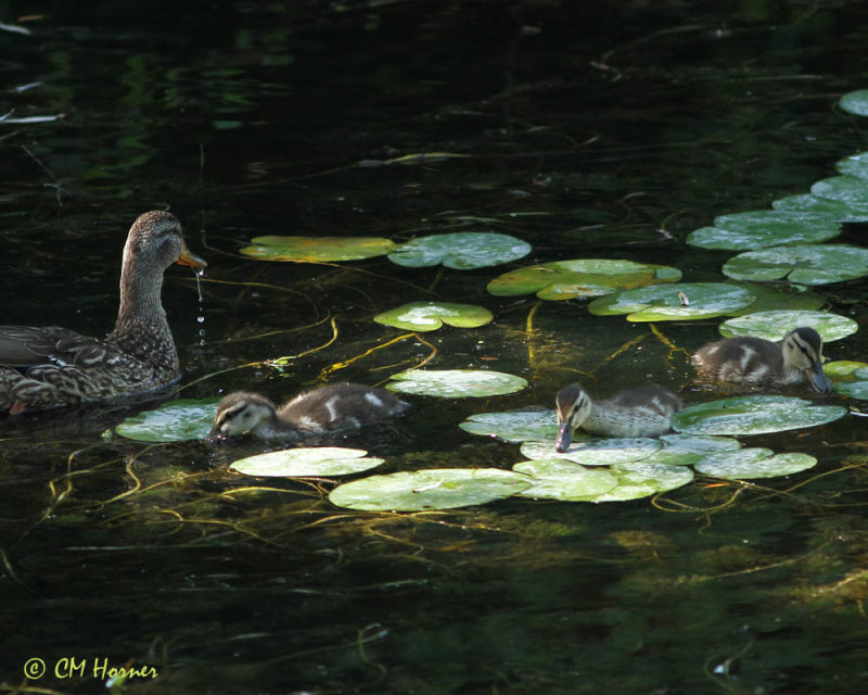 0829 Mallard Family.jpg