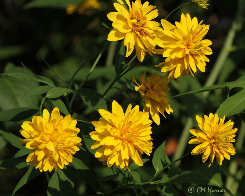 1044 Golden Glow.jpg