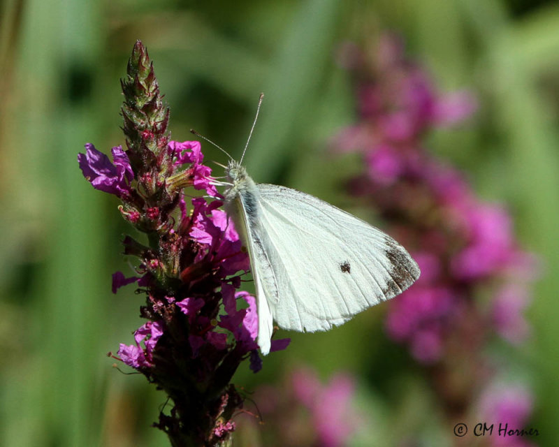 1203 Cabbage White.jpg