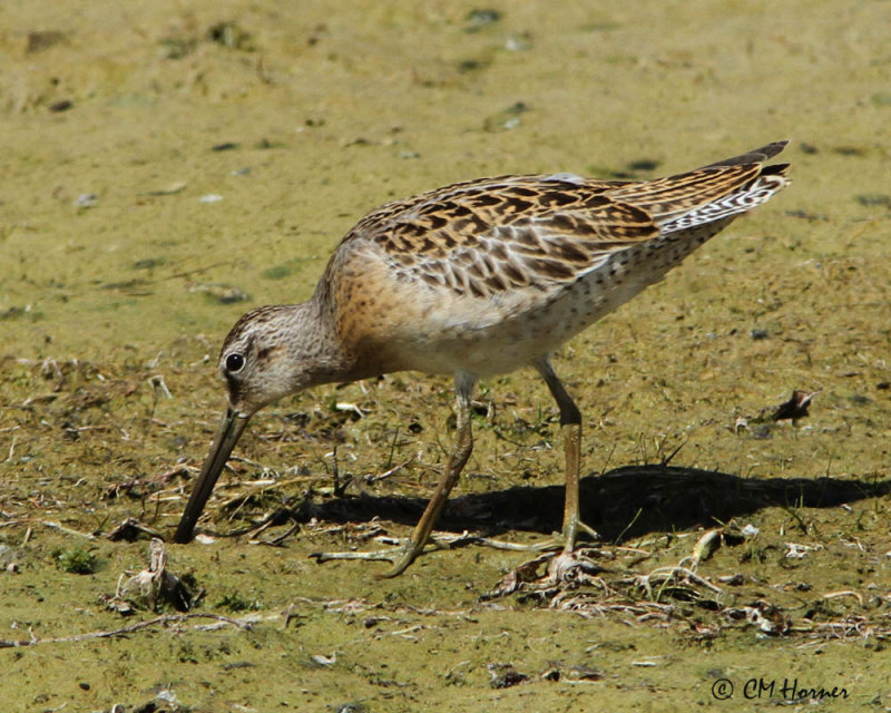 1376 Short-billed Dowitcher.jpg