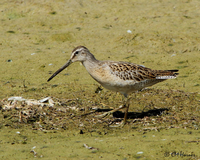 1379 Short-billed Dowitcher.jpg