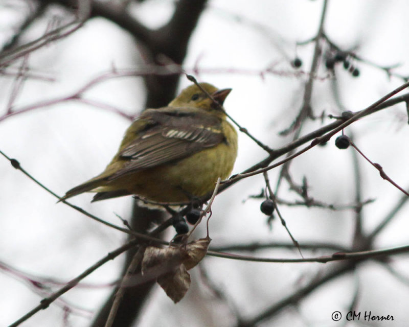 6501 Western Tanager.jpg