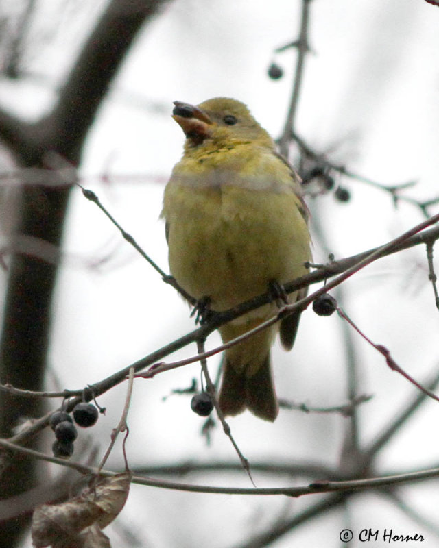 6503 Western Tanager.jpg