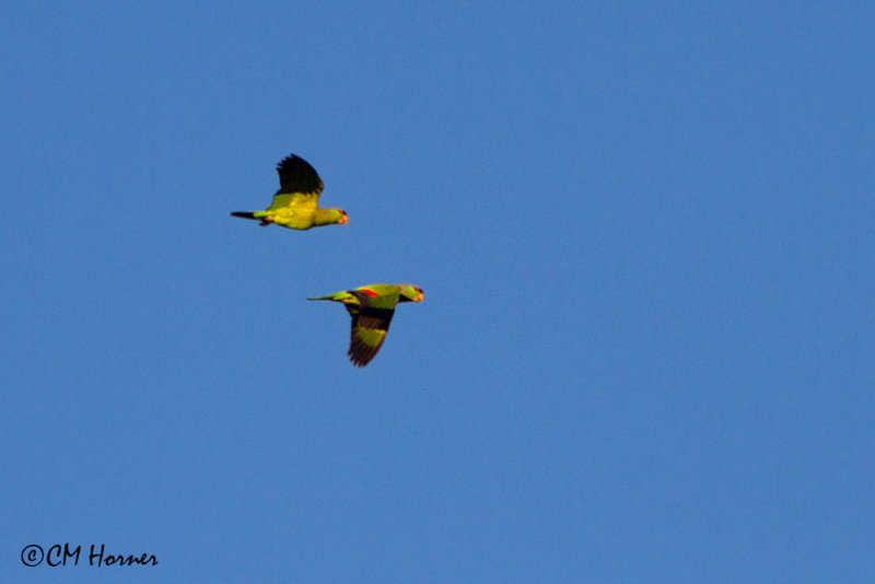 4478 Lilac-crowned Parrot.jpg