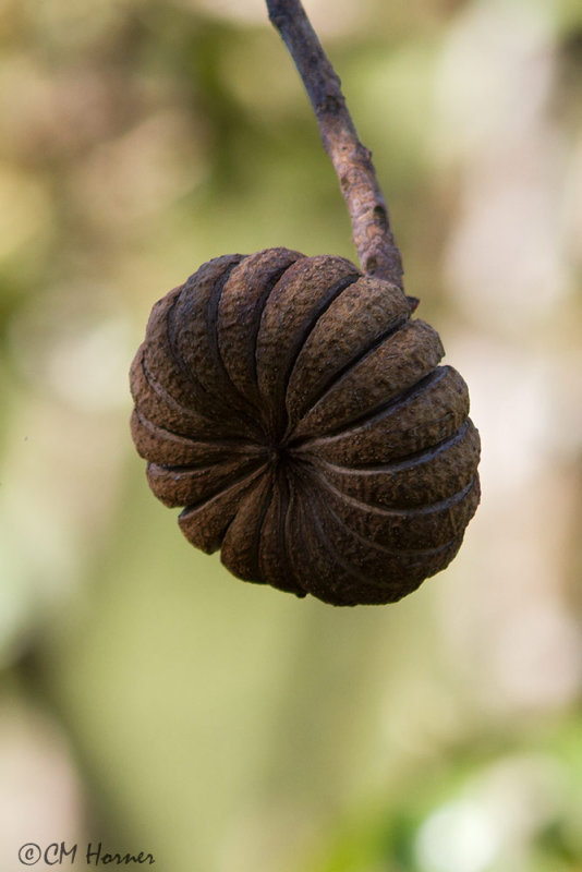 4623 Seed pod.jpg