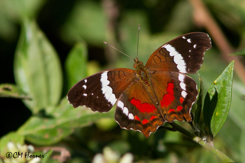 4635 Banded Peacock.jpg