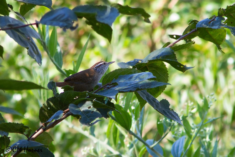 4656 Sinaloa Wren.jpg