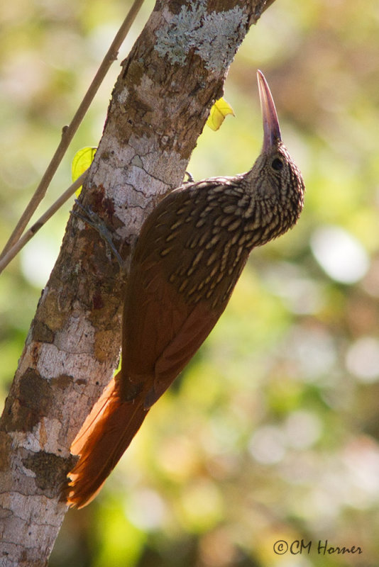 4677 Ivory-billed Woodcreeper.jpg