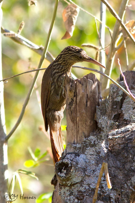4690 Ivory-billed Woodcreeper.jpg