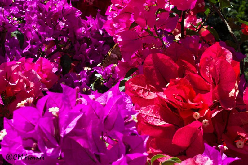 4703 Bouganvillia.jpg