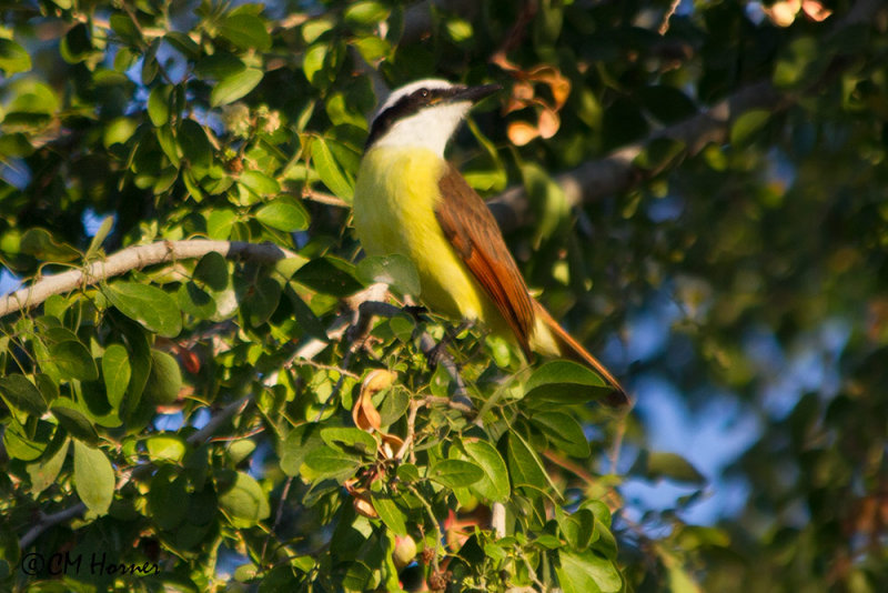 4858 Great Kiskadee.jpg